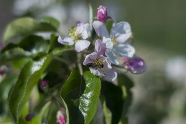 Bee pollinating flowers of apple trees — Stock Photo, Image
