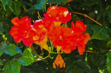 Evin yanında çiçek.