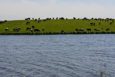 Bir özel evde biblo