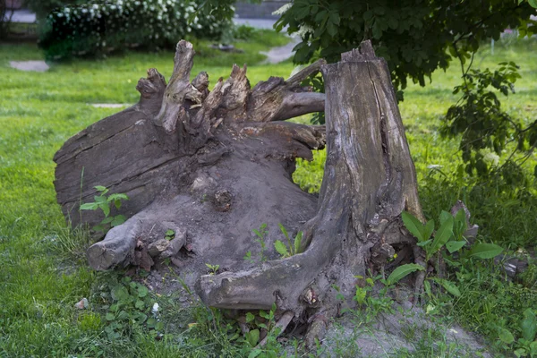 Zbytky starého stromu — Stock fotografie