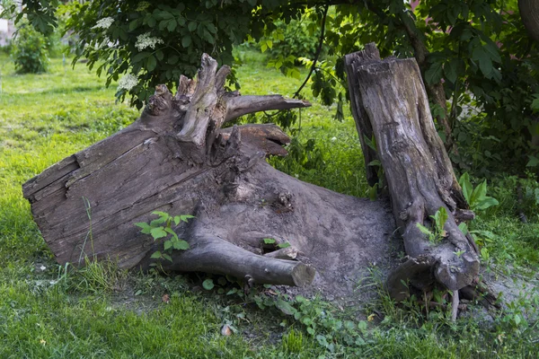 Remains of an old tree — Stock Photo, Image