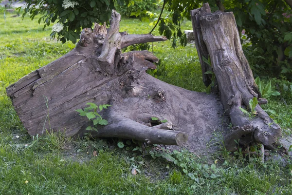 Remains of an old tree — Stock Photo, Image