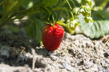 Özel evlerde yakınındaki bahçede çilek