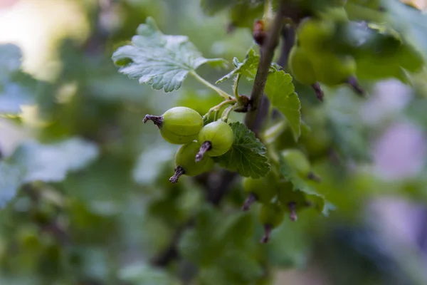 Unreife Johannisbeeren am Strauch in einem privaten Garten — Stockfoto