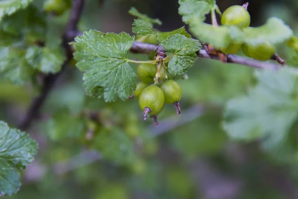 Groseilles immatures sur le buisson dans un jardin privé — Photo