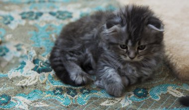 Özel bir evde doğan yavru kedi. Güzel renk ve iyi pedigre