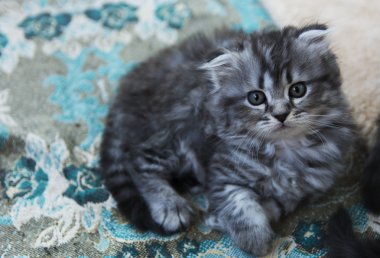 Özel bir evde doğan yavru kedi. Güzel renk ve iyi pedigre