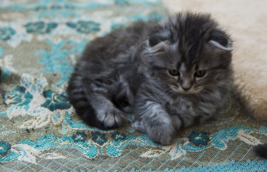 Özel bir evde doğan yavru kedi. Güzel renk ve iyi pedigre