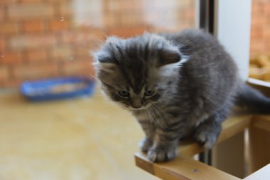 Özel bir evde doğan yavru kedi. Güzel renk ve iyi pedigre