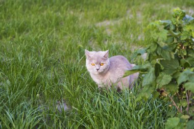 Yetişkin Kedi yavru kedi için doğurdu. Güzel renk ve iyi pedigr