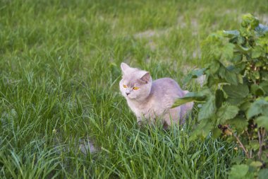 Yetişkin Kedi yavru kedi için doğurdu. Güzel renk ve iyi pedigr