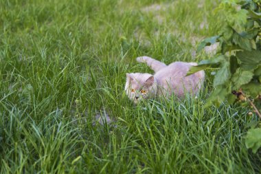 Yetişkin Kedi yavru kedi için doğurdu. Güzel renk ve iyi pedigr