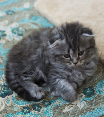 Özel bir evde doğan yavru kedi. Güzel renk ve iyi pedigre