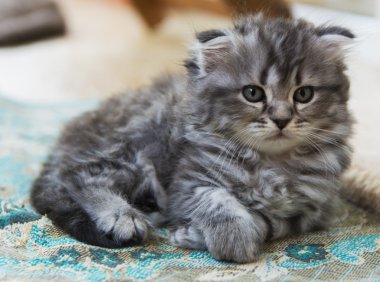 Özel bir evde doğan yavru kedi. Güzel renk ve iyi pedigre