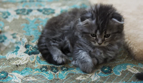 Gatitos nacidos en una casa privada. Hermoso color y buen pedigre — Foto de Stock