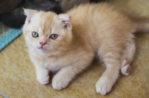 Gatitos nacidos en una casa privada. Hermoso color y buen pedigre — Foto de Stock