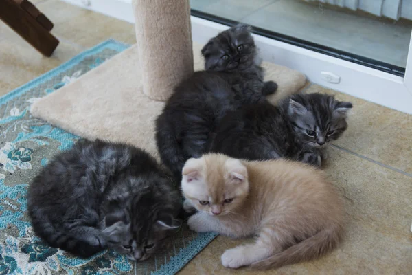 Kattungar födda i privata hem. Vacker färg och god pedigre — Stockfoto