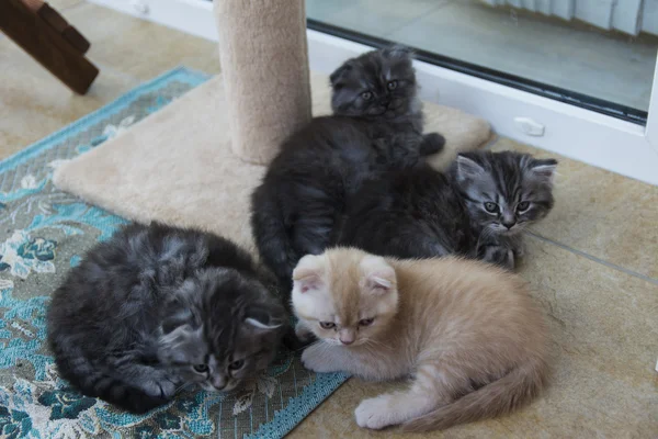 Gatitos nacidos en una casa privada. Hermoso color y buen pedigre — Foto de Stock