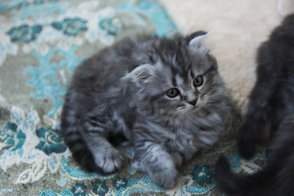 Gatitos nacidos en una casa privada. Hermoso color y buen pedigre — Foto de Stock