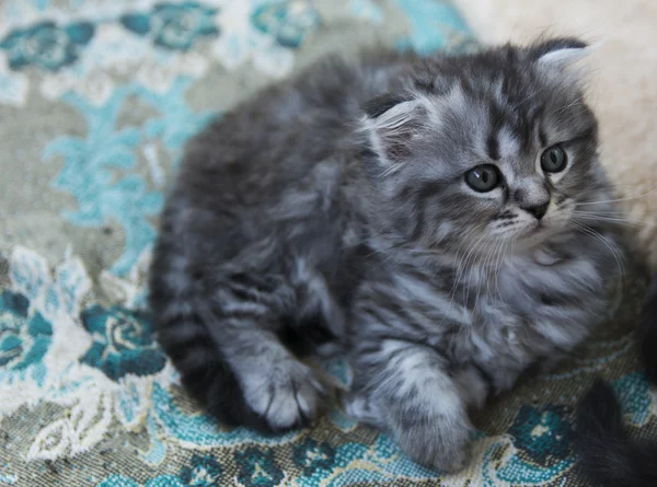 Gatitos nacidos en una casa privada. Hermoso color y buen pedigre — Foto de Stock