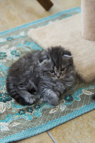 Gatitos nacidos en una casa privada. Hermoso color y buen pedigre — Foto de Stock