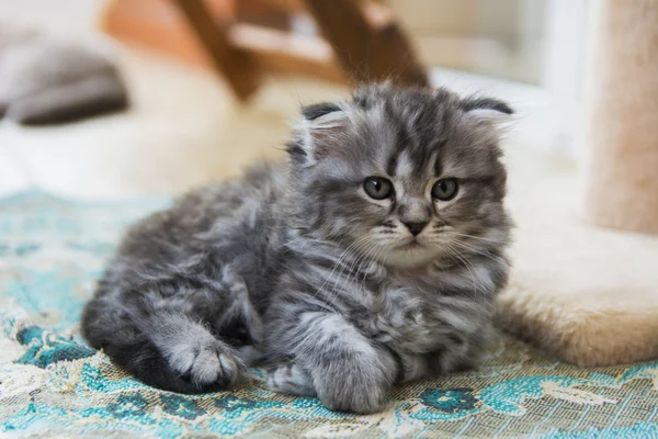 Des chatons nés dans une maison privée. Belle couleur et bonne pedigre — Photo