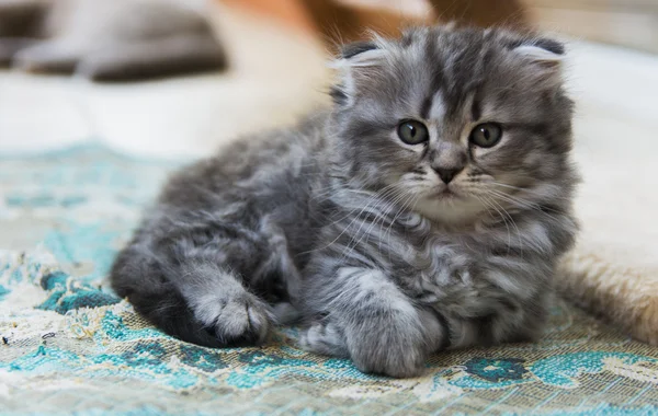 Des chatons nés dans une maison privée. Belle couleur et bonne pedigre — Photo