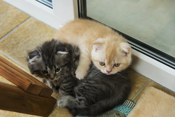 Gatinhos nascidos numa casa particular. Cor bonita e bom pedigre — Fotografia de Stock