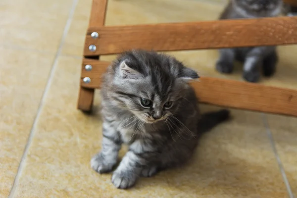 Des chatons nés dans une maison privée. Belle couleur et bonne pedigre — Photo