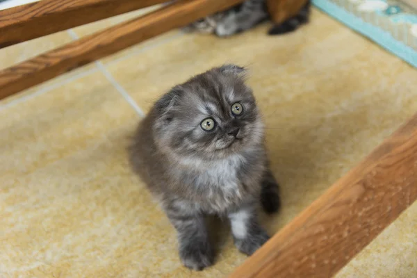 Gatitos nacidos en una casa privada. Hermoso color y buen pedigre — Foto de Stock