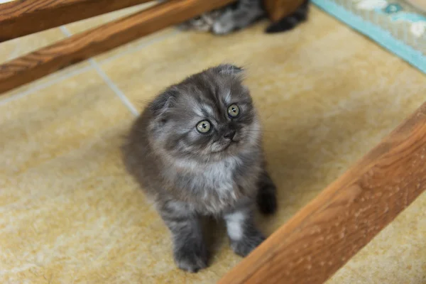 Kittens geboren in een prive-woning. Mooie kleur en goed pedigre — Stockfoto