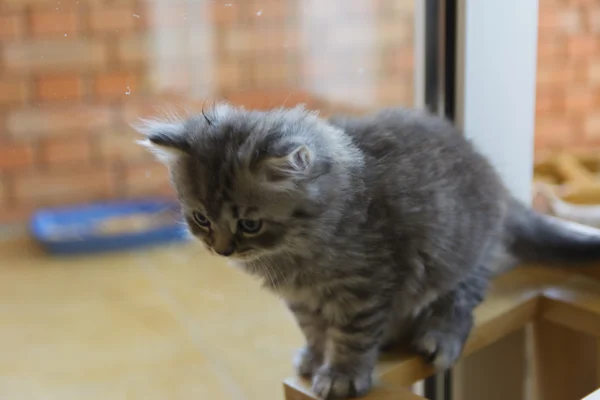 Kittens geboren in een prive-woning. Mooie kleur en goed pedigre — Stockfoto