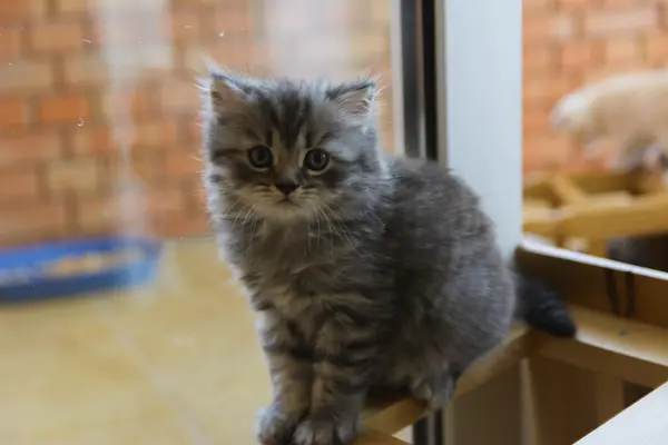 Gatitos nacidos en una casa privada. Hermoso color y buen pedigre — Foto de Stock