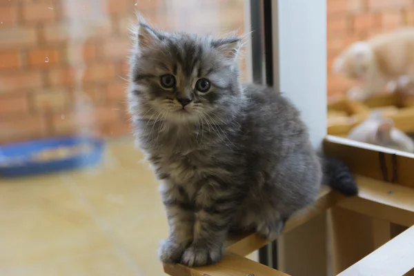 Kittens geboren in een prive-woning. Mooie kleur en goed pedigre — Stockfoto