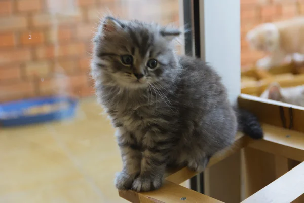 Kittens geboren in een prive-woning. Mooie kleur en goed pedigre — Stockfoto