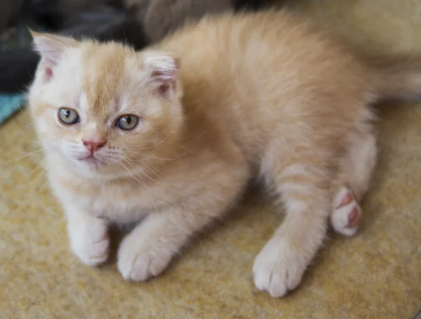 Des chatons nés dans une maison privée. Belle couleur et bonne pedigre — Photo