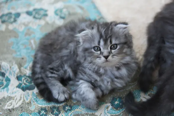 Gatitos nacidos en una casa privada. Hermoso color y buen pedigre — Foto de Stock