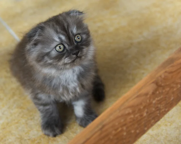 Kittens geboren in een prive-woning. Mooie kleur en goed pedigre — Stockfoto