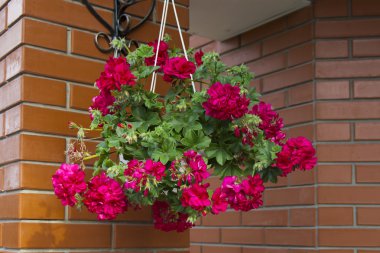 Bir özel evin avlusunda'nın bahçesinde çiçekler