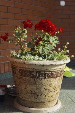 Bir özel evin avlusunda'nın bahçesinde çiçekler