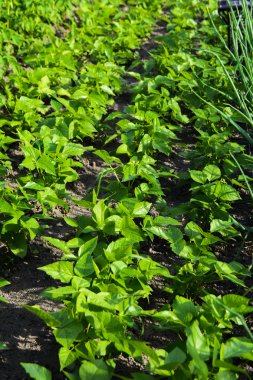 Sebze bahçesinde yakınındaki evlerde