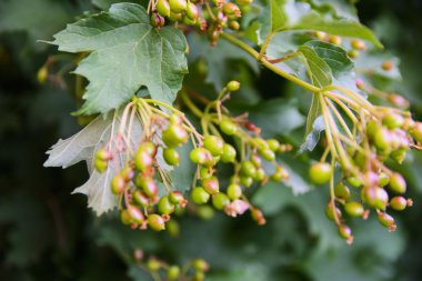 Meyve Bahçesi yakınındaki evlerde