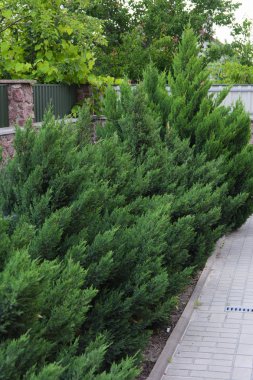 Özel house yakınındaki dekoratif yeşil çalılar
