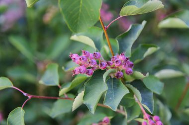 Meyve Bahçesi yakınındaki evlerde