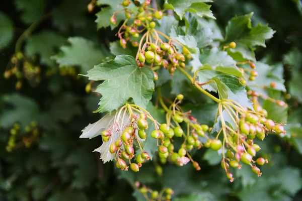 Obstgarten in der Nähe von Privathäusern — Stockfoto