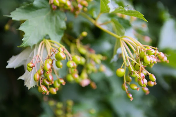 Obstgarten in der Nähe von Privathäusern — Stockfoto