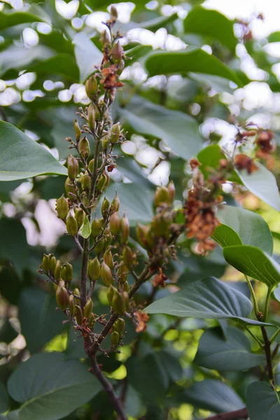 Jardín de frutas cerca de casas privadas —  Fotos de Stock