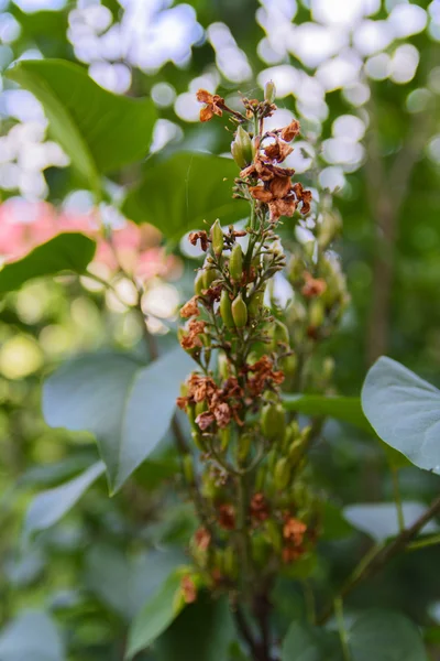 Jardim de frutas perto de casas particulares — Fotografia de Stock