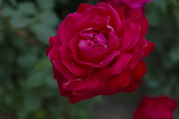 Rosas en el patio en el césped cerca de una casa privada — Foto de Stock