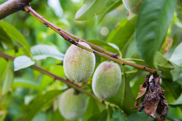 Jardín de frutas cerca de casas privadas.Albaricoque — Foto de Stock